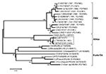 Thumbnail of Midpoint-rooted neighbor-joining tree (based on the complete virus protein [VP] 1 coding sequence) showing the relationships between the foot-and-mouth disease virus serotype C isolates from Ethiopia (boxed) and other contemporary and reference viruses. The year in parenthesis indicates the year of sample collection. Scale bar indicates substitutions per site. *Not a reference number assigned by the World Reference Laboratory for Foot-and-Mouth Disease, Pirbright, UK.