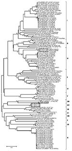 Thumbnail of Midpoint-rooted neighbor-joining tree (based on the complete virus protein 1 coding sequence) showing the relationships between the foot-and-mouth disease virus serotype Southern African Territories (SAT) 2 isolates from Ethiopia and other contemporary and reference viruses. The SAT 2 isolates from Ethiopia under lineage IV, XIII, and IVX are boxed. The year in parenthesis indicates the year of sample collection. Scale bar indicates substitutions per site. *Not a reference number as
