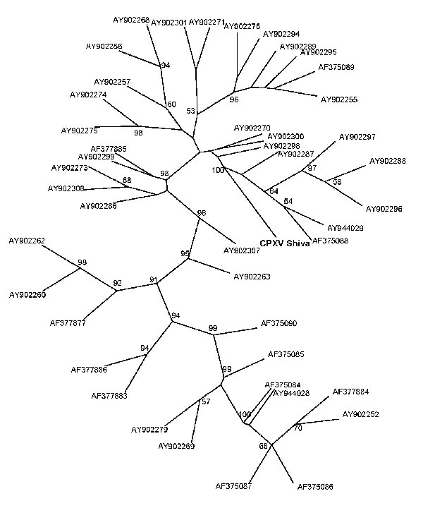 Phylogenetic tree of the isolated cowpox virus (CPXV) Shiva strain (in boldface; named after pet rat shown in Figure 1, panel A; GenBank accession no. FJ654467), constructed by the maximum-parsimony method based on the partial sequences method based on the hemagglutinin (HA) gene, unrooted. BLAST search (www.ncbi.nlm.nih.gov/blast/Blast.cgi) confirmed the identification of this strain as a CPXV strain with a unique HA gene sequence. The highest identity of 98.1% was found for strain cowHA72 (acc