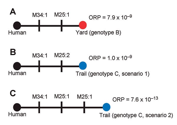 Alternate infection source hypotheses for the plague cases in the persons who visited New York, New York, USA. Closed circles indicate genotypes; black, red, and blue circles indicate genotypes A, B, and C, respectively. Individual mutations are indicated as vertical lines on the comparisons and are labeled with the locus that mutated and the number of repeats involved in the mutations. Overall relative probabilities (ORP) based on Yersinia pestis mutation rates are presented for each comparison