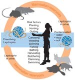 Depiction of how a leptospiral life cycle might have affected Native Americans in New England (1616-1619) due to behavioral and environmental risk factors.