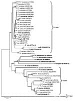Thumbnail of Phylogenetic relationship of Plasmodium spp. inferred from small subunit ribosomal RNA sequences. Tree was reconstructed by using the neighbor-joining method. Boldface indicates those sequences derived from orangutans (VM40, VM82, VM88, and VS63) and those used by Reid et al. (12) in their phylogenetic analysis. Numerals on the branches are bootstrap percentages based on 1,000 replicates; only those &gt;70% are shown. GenBank accession numbers are in brackets. Scale bar indicates nu