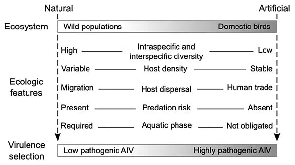 Comparison of natural versus artificial ecosystems showing different ecologic constraints for evolution of avian influenza virus (AIV).