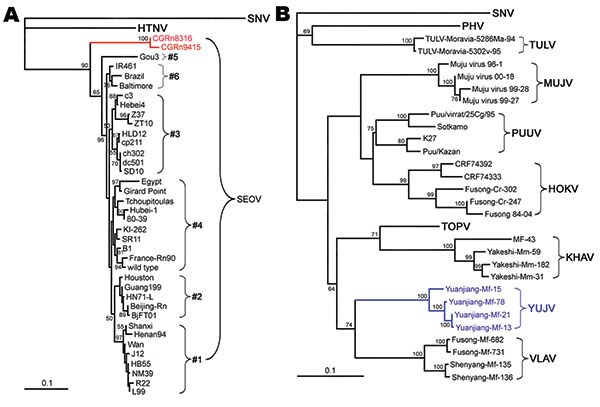Phylogenetic tree of Seoul virus (SEOV) variants according to partial (nt 2001–2301) medium segment sequences (A). Phylogenetic tree of hantaviruses according to complete coding sequences of the medium segment (B). PHYLIP program package version 3.65 (http://helix.nih.gov/Applications/phylip.html) was used to construct the phylogenetic trees; the neighbor-joining method was used. Bootstrap values were calculated from 1,000 replicates; only values &gt;50% are shown at the branch nodes. The trees