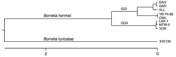 Phylogram based on the alignment of the concatenated DNA sequences containing the 16S rDNA, flaB, gyrB, and glpQ loci for 6 isolates (DAH, GAR, ALL, LAK-1, MTW-2, and YOR) and infected tissues from the owl (OWL) and pine squirrel (YB-Th-60) of Borrelia hermsii. The same loci from B. turicatae 91E135 were used for the outgroup. New DNA sequences determined for the owl and pine squirrel spirochetes are available in GenBank (accession nos. GQ175059–GQ175068). Scale bar indicates number of base subs