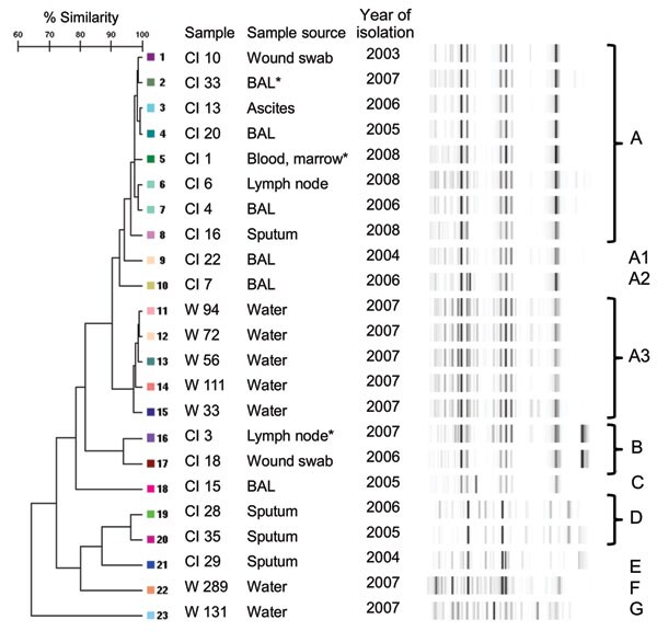 Dendrogram and virtual gel images representing rep-PCR fingerprint patterns of 16 human and 7 water isolates of Mycobacterium lentiflavum, Brisbane, Queensland, Australia, 2001–2008. CI, clinical isolate; W, potable water isolate; BAL, bronchoalveolar lavage. *Clinically significant isolate.