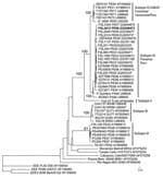 Thumbnail of Neighbor-joining phylogenetic tree of Venezuelan equine encephalitis virus (VEEV) complex based on partial sequence of the PE2 segment (nucleotide positions ≈8385–9190 of the VEEV genome). The tree was rooted by using an outgroup of 3 major lineages of Eastern equine encephalitis virus (EEEV). The strain isolated from a 7-year-old girl who died from acute VEEV infection in Peru, June 21, 2006, is in boldface. Viruses are labeled by code designation, abbreviated location name, year o