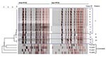 Thumbnail of Pulsed-field gel electrophoresis (PFGE) patterns for 14 related and 4 unrelated isolates of Neisseria meningitidis serogroup W135, Florida, USA.
