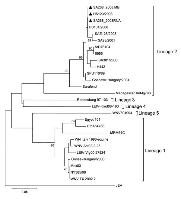 Phylogenetic comparison of West Nile virus (WNV) nonstructural protein 5 partial gene fragment identified in a veterinary student’s serum and in the virus isolate obtained from mouse brain and the horse’s brain after autopsy (triangles) relative to other WNV strains from South Africa and elsewhere. The neighbor-joining tree was compiled by using MEGA version 4 software (www.megasoftware.net/under) and 1,000 bootstrap replicates by using the maximum composite likelihood algorithm. Genetic lineage