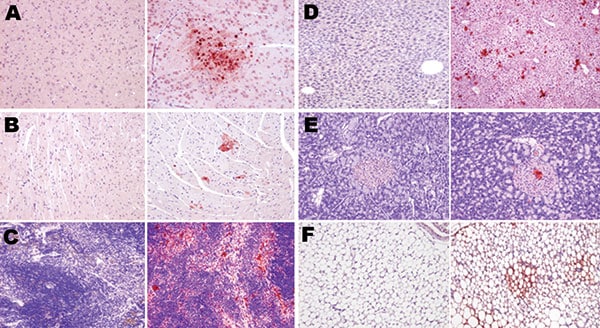 Topologic distribution of antigens in mice infected with influenza A virus subtype H1N1 at day 7 postinfection (left columns) and subtype H5N1 at day 4 postinfection (right columns) in various nonrespiratory organs. A) Glial cells (mostly oligodendrocytes); B) cardiomyocytes; C) spleen macrophages; D) hepatocytes; E) islets of Langerhans cells in the pancreas; and F) adipocytes. Bright virus-positive staining can be seen in subtype H5N1–infected mice (antinucleoprotein immunohistochemical staini