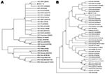 Thumbnail of Consensus bootstrap phylogenetic trees based on nucleotide sequences of orthopoxvirus vaccinia growth factor (vgf) (A) and hemagglutinin (ha) (B) genes. Trees were constructed with ha or vgf sequences by using the neighbor-joining method with 1,000 bootstrap replicates and the Tamura 3-parameter model in MEGA version 3.1 software (www.megasoftware.net). Bootstrap values &gt;40% are shown. Nucleotide sequences were obtained from GenBank. Black dots indicate vaccinia virus (VACV) obtained from Cebus apella (VACV-TO CA) and Allouata caraya (VACV AC). All vgf sequences obtained from monkey serum samples showed 100% and are represented as a unique sequence in the vgf tree (VACV TO). HSPV, horsepoxvirus; VARV, variola virus; CPXV, cowpoxvirus; MPXV, monkeypoxvirus.