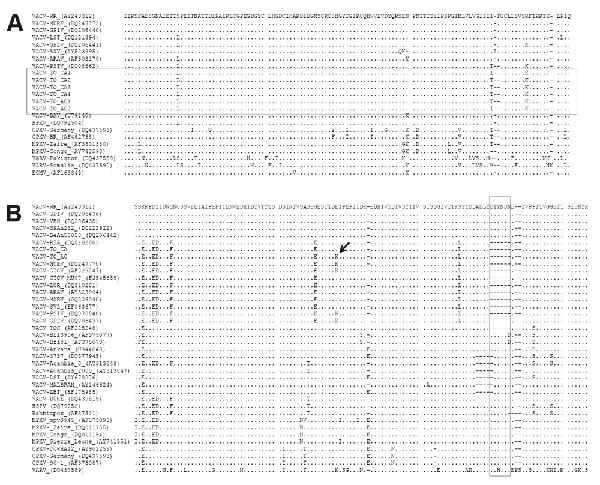 Amino acid sequences of vaccinia virus (VACV) samples and comparison with homologous genes sequences from several orthopoxviruses, Brazil. A) Alignment of vaccinia growth factor gene sequences from 6 monkey serum samples showing 100% identity (horizontal box). VACV-TO_CA, sequence from Cebus apella; VACV-TO_AC, sequence from Allouata caraya; HPXV, horsepoxvirus; CPXV, cowpoxvirus; MPXV, monkeypoxvirus; VARV, variola virus; ECMV, ectromelia virus. B) Alignment of orthopoxvirus hemagglutinin gene amino acid sequences showing the deletion signature region (vertical box) in VACV-TO isolates and several VACV strains isolated during bovine vaccinia outbreaks. Arrow indicates polymorphism site in the hemagglutinin amino acid sequences between VACV-TO_CA and VACV-TO_AC. Alignments were made by using ClustalW (www.ncbi.nlm.nih.gov/pmc/articles/PMC308517) and MEGA version 3.1 software (www.megasoftware.net). HSPV, horsepoxvirus.