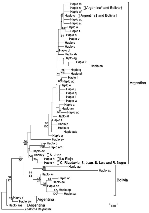 Phylogenetic relationships between mitochondrial cytochrome oxidase I gene haplotypes of Triatoma infestans from Argentina and Bolivia. The neighbor-joining tree was constructed by using MEGA 4.1 (www.megasoftware.net) and bootstrap values (based on 1,000 replications) &gt;50% are shown above the branches. A Bayesian maximum clade credibility tree was similar, and clade posterior probabilities &gt;50% are shown below the branches of the neighbor-joining tree. MRBAYES 3.1 (http://mrbayes.csit.fsu
