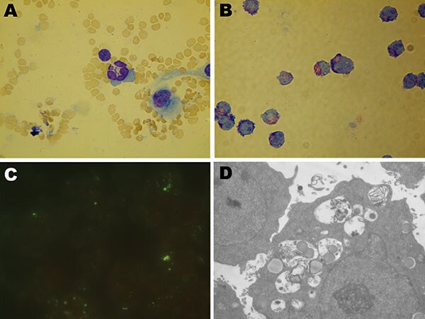 Photomicrographs of cells infected with Anaplasma phagocytophilum. A) Wright-Giemsa–stained granulocytic cell of a BALB/c mouse. B) Wright-Giemsa-stained HL60 cells. C) Immunofluorescent-stained infected HL60 cells. D) Electron photomicrographs of an HL60 cell. Original magnifications ×1,500 (A–B), ×1,000 (C), and ×6,200 (D).