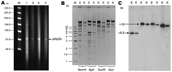A) Analysis of Klebsiella pneumoniae carbapenemase (KPC)–encoding plasmids in isolates Kpn1 (1), Eco2 (3), Kpn1-T (2), and Eco2-T (4), Israel, 2008. Plasmid size estimation was performed by digestion of DNA with S1 nuclease (20 U; Promega, Madison, WI, USA) followed by pulsed-field gel electrophoresis (PFGE) with the CHEF-DR III apparatus (Bio-Rad Laboratories, Inc., Hercules, CA, USA), as described (8–11). Lambda ladder PFG marker (New England Biolabs, Beverly, MA, USA) was used as a molecular