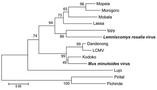 Neighbor-joining tree of Old World arenaviruses, showing position of 2 arenaviruses found in blood samples of Lemniscomys rosalia and Mus minutoides mice (boldface), based on the analysis of partial sequences of the RNA polymerase gene. Phylogeny was estimated by neighbor-joining of amino acid pairwise distance in MEGA 4 (10). Numbers represent percentage bootstrap support (1,000 replicates). Two New World arenaviruses, Pirital and Pichinde, were used as outgroups. See Table 2 for virus strains