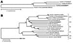 Thumbnail of Phylogenetic trees of A) a 206-nt region of the RNA-dependent polymerase gene of 1 human genogroup (G) IV strain (Hu/GIV.1/FortLauderdale/1998/US), 2 recently published canine noroviruses (GIV.2/170/2004/IT, Bari/91/2007/IT) (5,13), and the novel canine Viseu strain reported in the study (boldface); and B) full-length amino acid sequence of viral protein (VP) 1 of norovirus strains of GI–GV detected in animals and human strains Hu/GI.1/Norwalk/1968/US, Hu/GI.3/DesertShield/1993/US,