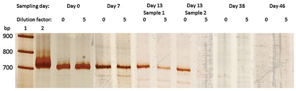Polyacrylamide gel electrophoresis (SDS-PAGE) analysis of broad range 16S rRNA gene PCR products obtained from blood samples. Lane 1, marker, 100 bp DNA ladder (Roche DNA Marker XIV); lane 2, positive control, Escherichia coli; following lanes, PCR products obtained from blood specimens arranged by date of collection. For each specimen PCR products are shown obtained with undiluted (0) and 5×-diluted (5) DNA extracts. The 2 last negative samples are not shown.