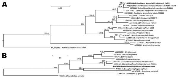 A) Phylogenetic tree based on the 16S rRNA gene sequences of Candidatus Neoehrlichia mikurensis GQ501090.2 (our patient’s isolate, herein termed Zurich and indicated in boldface) and related organisms. The number at nodes indicates percentages of bootstrap support based on 10,000 replicates. Scale bar indicates 0.02 substitutions per nucleotide position. B) Phylogenetic tree based on the groEL sequences. Scale bars indicate 0.05 substitutions per nucleotide position.