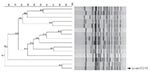 Thumbnail of Dendrogram of pulsed-field gel electrophoresis patterns representative of the 15 largest clusters of Salmonella enterica serotype Typhi isolates identified in South Africa during 2005–2009. The pattern of isolate 372460 is indicated. Scale bar represents percentage similarity of pathogens.