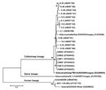 Thumbnail of Phylogenetic analysis of kobuvirus in sheep (kobuvirus/sheep/TB3-HUN/2009/Hungary, GU245693) and kobuvirus lineages in humans, cattle, and swine, according to the 862-nt fragment of the kobuvirus 3D/3′ untranslated regions. The phylogenetic tree was constructed by using the neighbor-joining clustering method with distance calculation and the maximum-composite likelihood correction for evolutionary rate with MEGA version 4.1 software (www.megasoftware.net). Bootstrap values (based on