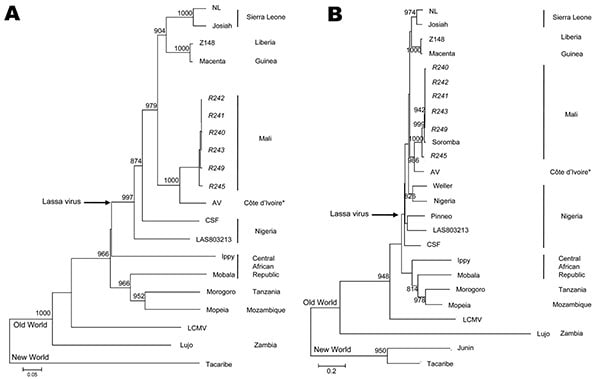 Phylogenetic analysis of Lassa virus conducted on A) a 754-bp fragment of the polymerase gene (large genomic segment nucleotide positions 3427–4180) and B) a 771-bp fragment of the glycoprotein precursor (small genomic segment nucleotide positions 2526–3296). The fragments were amplified from infected rodent tissues with sequence analysis accomplished with PHYLIP version 3.69 software (http://evolution.genetics.washington.edu/phylip.html) by using the neighbor-joining method with 1,000 replicate