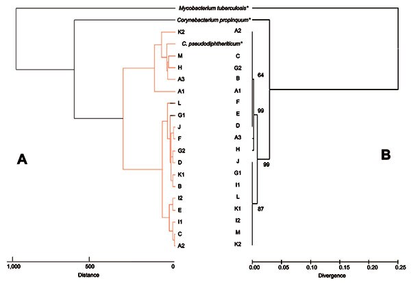 Phylogenetic tree showing the position of Corynebacterium spp. isolated in patients with cystic fibrosis based on comparisons of the mass spectra obtained with matrix-assisted laser desorption ionization time-of-flight (MALDI-TOF) mass spectrometry (A) and of sequences of the partial RNA polymerase β-subunit gene rpoB (B). For MALDI-TOF, a tree was constructed with Biotyper 2.0 software (Bruker Daltonics, Bremen, Germany) using Euclidean distance. The rpoB tree was constructed by the neighbor-jo