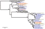 Thumbnail of Maximum-likelihood trees of Plasmodium spp. obtained from the analysis of a 1,087-bp CytB alignment. Blue indicates sequences determined from chimpanzee hosts; green, bonobos; gray, gorillas; and red, humans. Black indicates sequences obtained from nonprimate hosts. Plasmodium spp. sequences derived from chimpanzees in this study are marked with an asterisk. Bootstrap values are shown when &gt;70. The tree was rooted using avian plasmodium sequences. Accession numbers of all sequenc