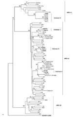 Thumbnail of Neighbor-joining phylogenetic tree of human rhinoviruses (HRV) isolated from 4 respiratory disease outbreaks with associated deaths in long-term care facilities, Ontario, Canada. Tree was constructed by using a 549-bp nt region encoding viral capsid protein (VP) 4/VP2, along with strains representative of HRV species A, B, and C. Echo 11 is the outgroup. Bootstrap analysis used 1,000 pseudoreplicate datasets. Scale bar represents 0.1% of nucleotide changes between close relatives. B