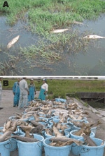 Thumbnail of Mass deaths of common carp caused by cyprinid herpesvirus 3 infection in Lake Biwa, Japan, 2004. A) Dead wild common carp; deaths occurred throughout the lake. B) Dead carp (&gt;100,000) collected from the lake in 2004. An estimated 2–3× more carp died but were not collected from the lake. Reproduced with permission from Matsui et al. (2).