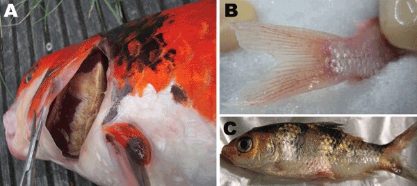 Clinical signs in cyprinid herpesvirus 3–infected fish. A) Severe gill necrosis; B) hyperemia at the base of the caudal fin; C) herpetic skin lesions on the body and fin erosion.