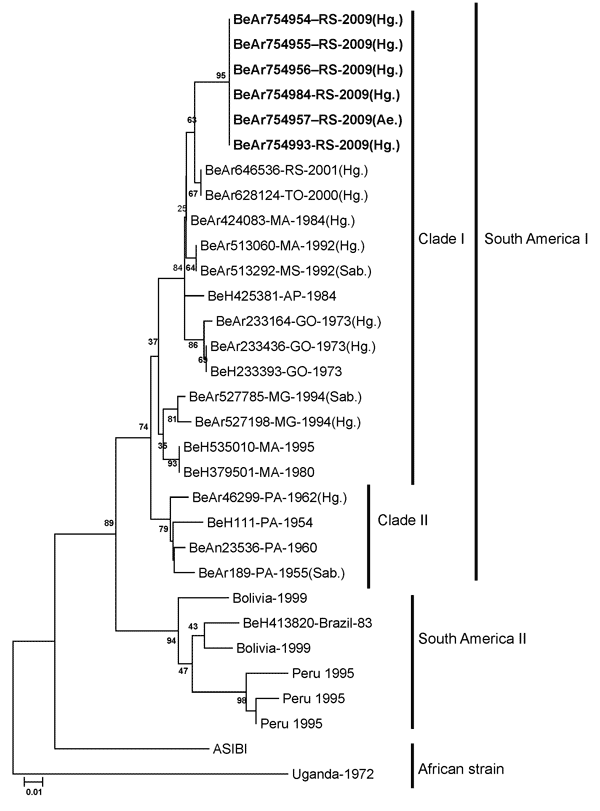 Phylogenetic analysis of partial (1,205 nt) structural region of the envelope gene of 6 yellow fever virus (YVF) isolates (boldface) sequenced from samples recovered from hematophagous arthopods collected in Rio Grande do Sul State, southern Brazil, November 2008. Comparison is shown with sequences of 17 genotype I YFV strains from Brazil and with sequences of 6 reference strains of genotype II from South America (Peru, Bolivia, and Brazil) obtained from GenBank. The analysis was performed by th