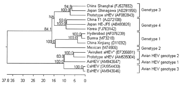 Phylogenetic trees based on the near-complete genomic sequences of avian hepatitis E virus (HEV) and 10 human and swine HEV isolates. GenBank accession numbers follow the name of HEV strains. The trees were constructed by the neighbor-joining method with 1,000 bootstrap replicates using Lasergene 7.0 (DNAStar, Madison, WI, USA). The length of each pair of branches represents the distance between sequence pairs; the units at the bottom of the tree indicate the number of substitution events.
