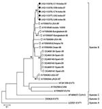 Thumbnail of Phylogenetic analysis of viral protein 1 enterovirus 75 (EV75) nucleotide sequences. The tree was constructed by using the neighbor-joining method and the maximum-composite likelihood-substitution model. Significance of phylogenies was investigated by bootstrap analysis with 1,000 pseudoreplicate datasets. Bootstrap values &gt;70% are indicated on the tree. Closed circles indicate isolates from India (this study) and open circles previously reported EV75 sequences. All EV75 sequence