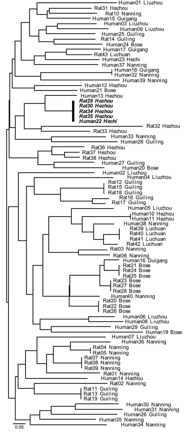 Neighbor-joining tree of the relationship between multilocus microsatellite type genotypes of human and bamboo rat associated Penicillium marneffei isolates, Guangxi Province, People’s Republic of China. Identical genotypes shared between humans and rats are in boldface. Scale bar indicates nucleotide substitutions per site.
