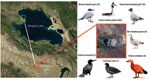 Thumbnail of Location in Qinghai, China, of dead birds that were tested for avian influenza virus (H5N1), with images and common names of bird species tested. Red box indicates Gengahai Lake, where dead birds were detected, and green box indicates Bird Islet of Qinghai Lake; the distance between them is 90 km. Numbers of dead birds of each species are indicated in parentheses.