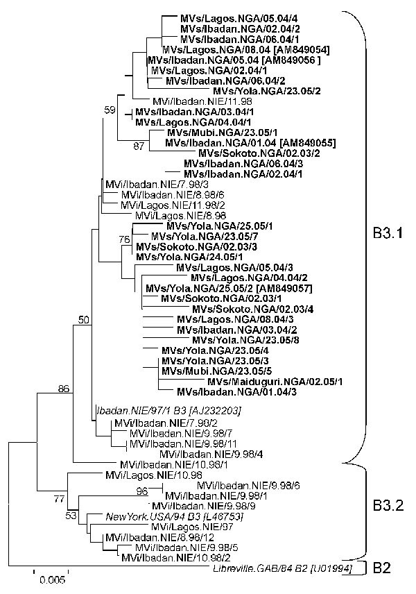 Phylogenetic tree including genotype B3 strains of measles virus (MV) from Nigeria collected in 1997–1998 and 2003–2005 (boldface) and World Health Organization (WHO) reference strains of genotypes B3.1, B3.2, and B2 (italics). Measles strains were named as indicated in the legend to Figure 1. For all strains from 2003–2005, which have been published, the GenBank accession number is given in brackets. For all strains from 1997–1998, NIE had been used as a 3-letter code for the country (10). For