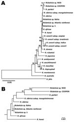 Thumbnail of Genetic relationships of the spotted fever group rickettsiae (SFGR) detected in tissue of patient with eschar-associated rickettsial disease, Bahia, Brazil, 2007. Sequence comparison was conducted with MEGA version 4 (www.megasoftware.net). The phylogenetic optimal tree was inferred by using the neighbor-joining method, and distances were evaluated by implementing the Kimura 2-parameter model of substitution (sum of branch length = 0.58588522). In total, 323 nt sites of gltA and 401