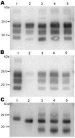 Thumbnail of Western blot analysis of protease-resistant prion protein in 2 CH1641-like sheep isolates (06-017, lane 3; 06-287, lane 4) detected by Bar233 (A), P4 (B), and SAF84 (C) antibodies. These samples were compared with 2 sheep-passaged scrapie isolates (SSBP/1, lane 1; CH1641, lane 5) and an isolate from a sheep experimentally infected with classical spongiform encephalopathy (SB1, lane 2). Samples in panel C were deglycosylated with peptide N-glycosidase F before Western blot analysis.