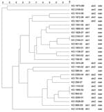 Thumbnail of Dendrogram of Shiga toxin–producing Escherichia coli O26 strains isolated from human patients, Switzerland, 2000–2009. stx, Shiga toxin gene; eae, intimin gene. Scale bar indicates degree of similarity (%).