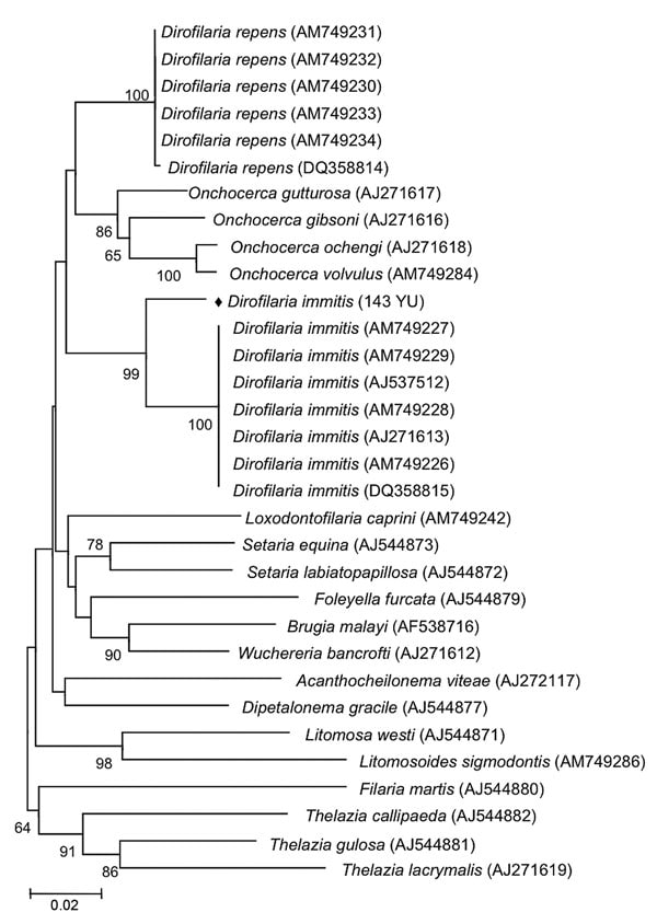 Phylogeny of filarial nematodes based on cytochrome c oxidase subunit 1 (cox1) gene sequences. Thelazia spp. species were used as outgroup. Bootstrap confidence values (100 replicates) are shown at the nodes only for values &gt;50%. Solid diamond indicates nematode isolated in this study. Numbers in parentheses are GenBank accession numbers. Scale bar indicates nucleotide substitutions per site.