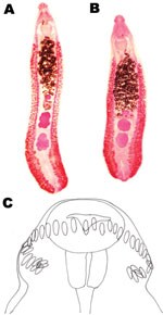Thumbnail of Echinostoma revolutum specimens recovered from schoolchildren in Pursat Province, Cambodia, which had 2 testes in the postequatorial region. A) An adult worm (8 mm long) showing lobulated testes. B) Another adult worm showing globular testes. C) Head collar of an adult specimen armed with 37 collar spines arranged in a single row, including 5 end-group spines on each side.