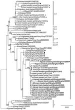 Thumbnail of Bootstrapped (1,000×) maximum likelihood phylogenetic tree of hemagglutinin genes of avian influenza viruses (H5N1), People’s Republic of China, 2009–2010. Viruses isolated from the plateau pika near Qinghai Lake are indicated by squares; viruses isolated from wild birds in Qinghai Lake Region during 2005–2007 are indicated by triangles; 2009 Qinghai virus submitted to GenBank by the National Avian Influenza Virus Reference Laboratory (Harbin, China) is indicated by the star and in