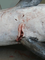 Thumbnail of Longitudinal ulcer between flippers of a harbor porpoise (Phocoena phocoena) with Brucella ceti infection, Belgium, 2008.
