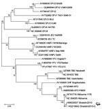 Thumbnail of Phylogenetic tree based on sequences of the amplicon produced by the flavivirus nonstructural protein (NS) 5 gene reverse transcription–PCR (amplicon size, 208 bp; position in reference AF331718, nt 9077–9275), performed on the acute-phase serum samples of 2 travelers returning to Italy from Egypt (open arrow) showing relationship with other flaviviruses. Sequences are identified by name and GenBank accession number. Multiple alignment of other flavivirus sequences available in GenB
