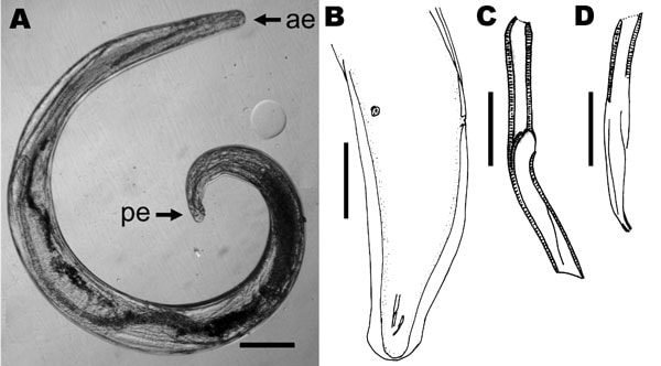 Parasitic nematode isolated from the eye of the patient, a 29-year-old man from Brazil. A) Nematode that was removed from the iris, showing anterior (ae) and posterior (pe) extremities. Scale bar = 200 µm. B) Caudal region, subdorsal view, showing lateral alae, spicules, and the 2 postdeirids. Scale bar = 150 µm. C) Left spicule; D) right spicule. Scale bars = 20 µm.