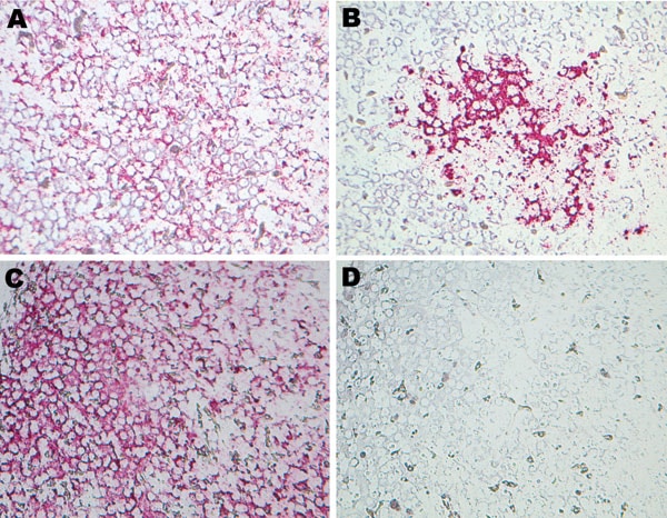Results of in situ hybridization experiments. Hybridization of β-actin–specific and turkey hepatitis virus (THV)–specific oglionucleotide probes with FastRed staining on hepatitis-affected liver tissue from poult 2993A (A and B, respectively) and on nondiseased liver tissue from poult 1927B (C and D, respectively). Brightfield microscopy images; original magnification ×40.