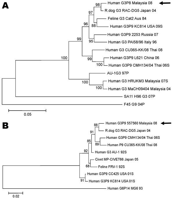 Phylogenetic relationship of nucleotide sequences of genes encoding the outer capsid proteins VP7 and VP4 from G3P[9] rotavirus strains. A) Evolutionary relationship of G3 VP7 nucleotide sequences. B) Evolutionary relationship of P[9] VP4 nucleotide sequences. The evolutionary relationship was inferred by using the neighbor-joining method. The percentages of the bootstrap test (2,000 replicates) are shown next to the branches. The evolutionary distances were computed by using the maximum-composi