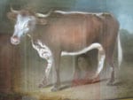 Thumbnail of Painting of a cow, Edward Jenner Museum, Berkeley, Gloucestershire, England.