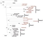 Thumbnail of Maximum-likelihood phylogenetic tree of Upper Texas Gulf Coast, USA, West Nile virus isolates, 2002–2009. The tree was inferred from open reading frame sequences of 33 Upper Texas Gulf Coast isolates and NY99 by using PhyML (17) and rooted with IS-98 STD. The outgroup has been removed. Bootstrap values are for 1,000 replicates and only values &gt;500 are shown. Groups 1–3 were previously identified by May et al. (12). Red, isolates sequenced in this study. Scale bar indicates nucleo